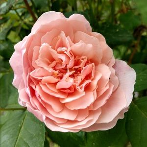 Meet your Posher, Margarita